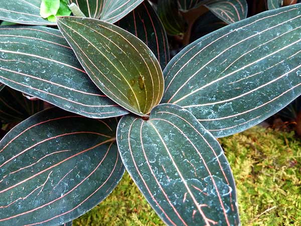 Folhas da Orquidea Joia lindas orquídeas