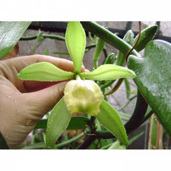 passo a passo de cultivo