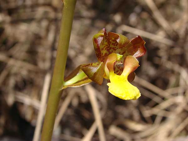 plantar Orquídeas Cyrtopodium