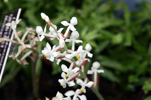 Ludisia discolor Como plantar orquídeas joias