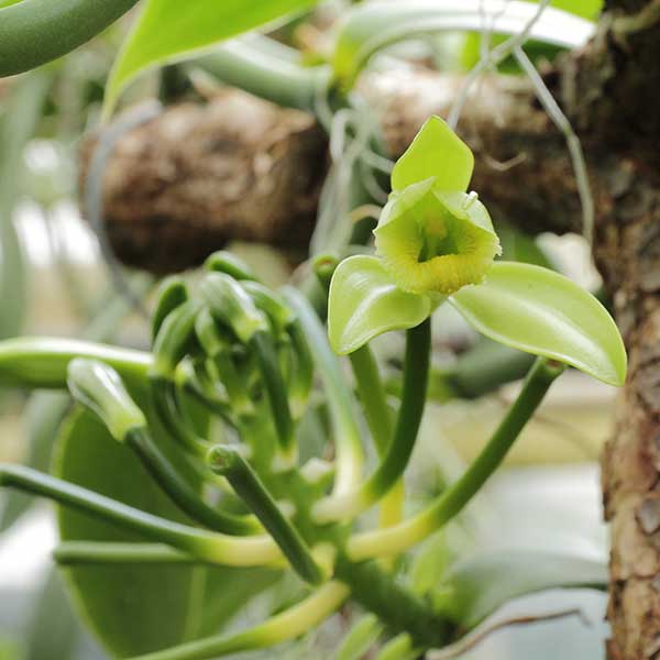 orquídea baunilha