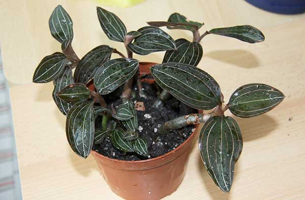 Orquidea Joia em vaso cultivo da planta
