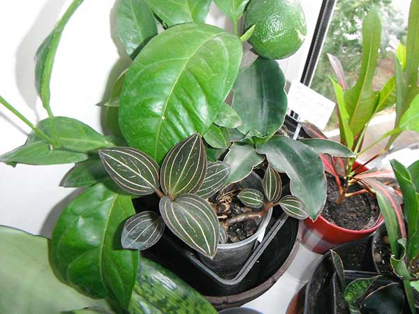 Orquidea Joia plantio feito em vasos