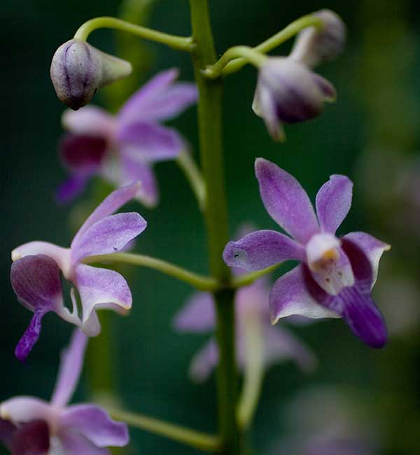 Plantar Doritis orquídeas doritis