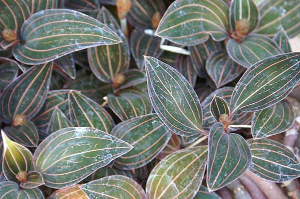 Plantar Ludisia discolor Como plantar orquídeas joias