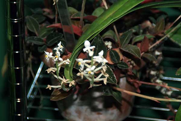 Plantio de Orquidea Joia Imagens de orquídeas joias