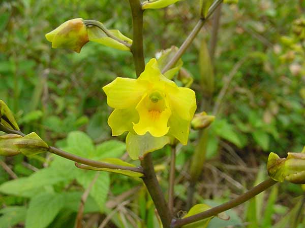 Gênero de Orquídeas Cyrtopodium