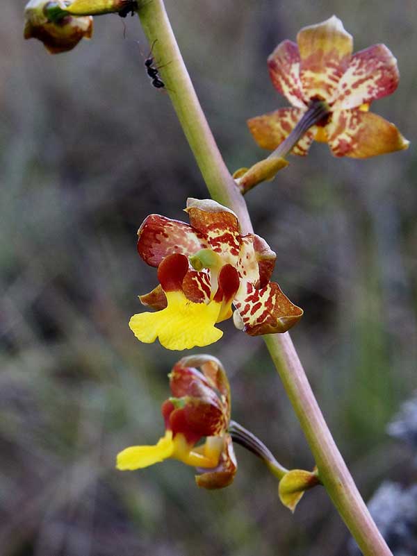 Fotos de Orquídeas Cyrtopodium