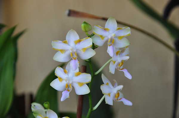 como cuidar em casa orquídea doritis