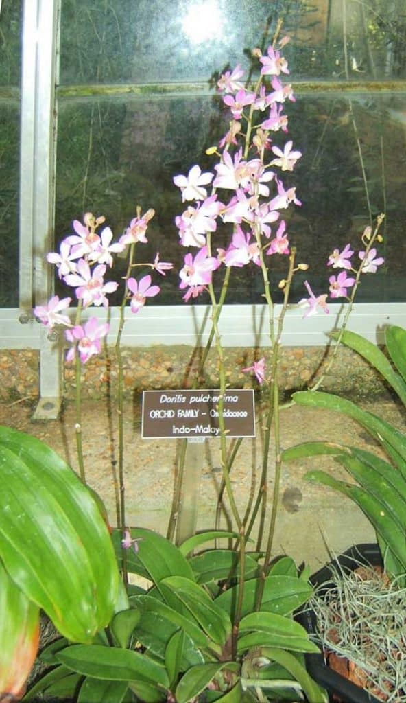cor rosa fotos e ideias