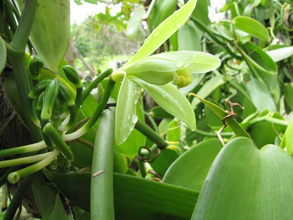 Imagens de Vanilla planifolia