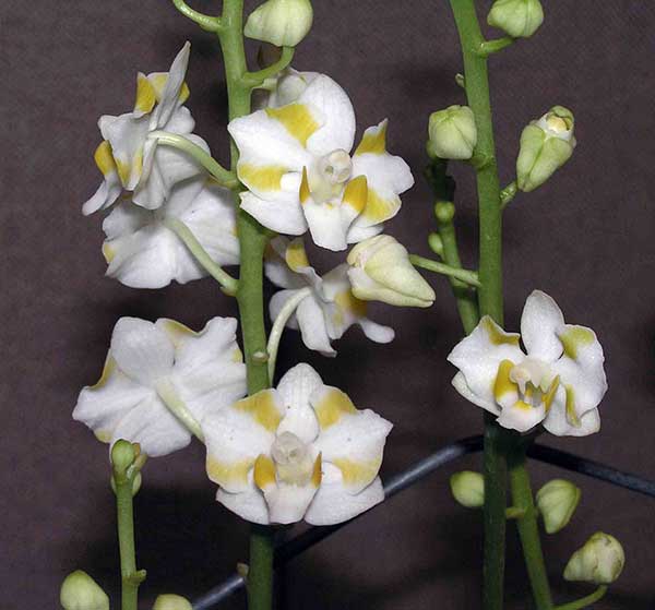 doritis pulcherrima orquídeas doritis