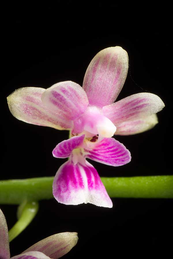 especie do genero orquídeas doritis para plantar em vasos