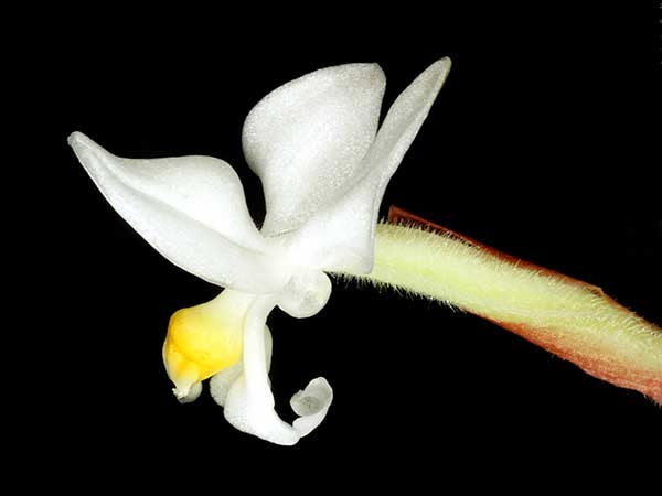 flor branca de colecionador