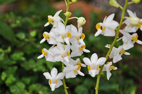 flores brancas fotos de orquídeas doritis