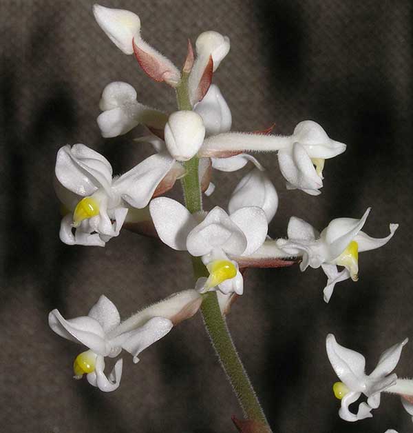 flores da planta linda flor