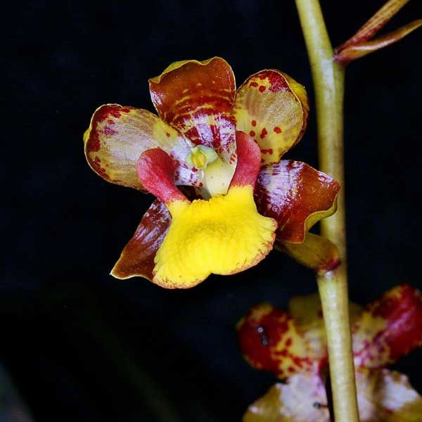 Cuidados com Orquídeas Cyrtopodium