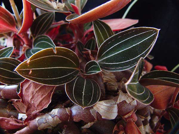folhas Ludisia discolor
