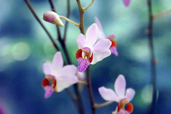 fotos de orquideas imagens de orquídeas doritis