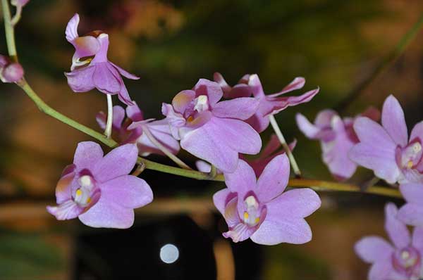 imagens de orquideas com flores rosas