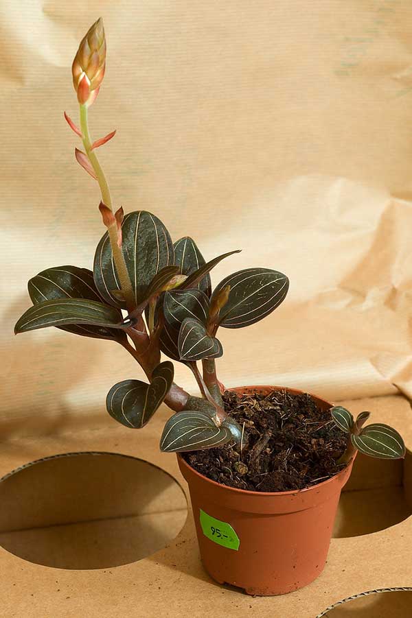 no interior Cuidados com orquídeas joias