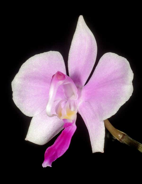 orquidea hibrida como plantar orquídeas doritis