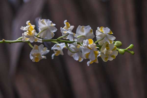 pulcherrima alba branco e amarelo