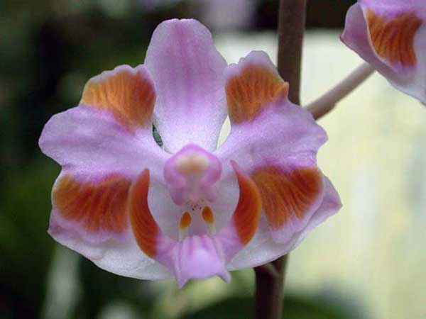 pulcherrima laranja e rosa