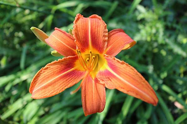 Como plantar Hemerocallis Cuidados de Hemerocale