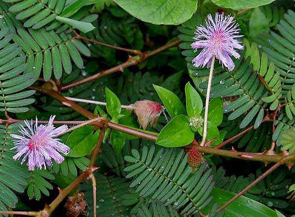 Flor da Mimosa pudica Fotos de Mimosa pudica
