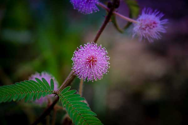 Imagens de Mimosa pudica Imagens de Mimosa pudica