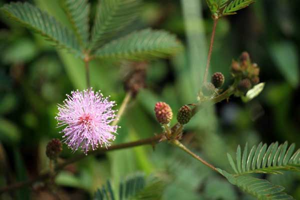 Mimosa pudica 1 Fotos da Mimosa pudica