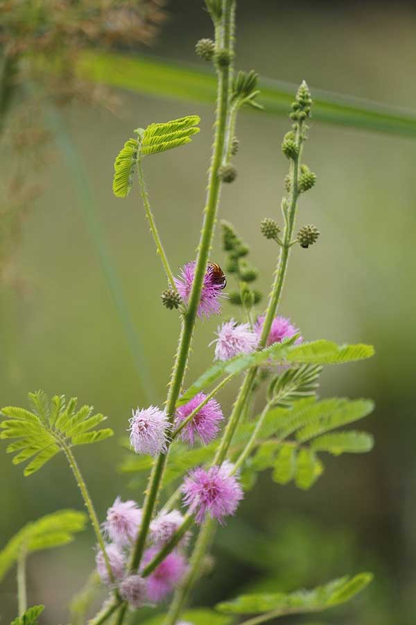 Mimosa pudica planta com memória