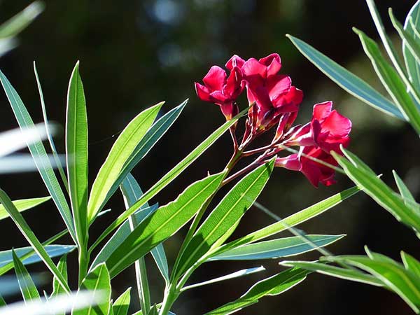 Nerium oleander
