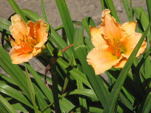 cor amarela 1 1 flores amarelas
