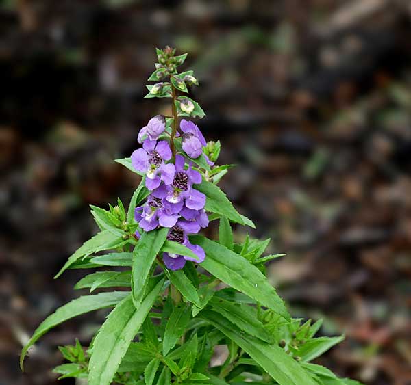 nome científico Angelonia angustifolia