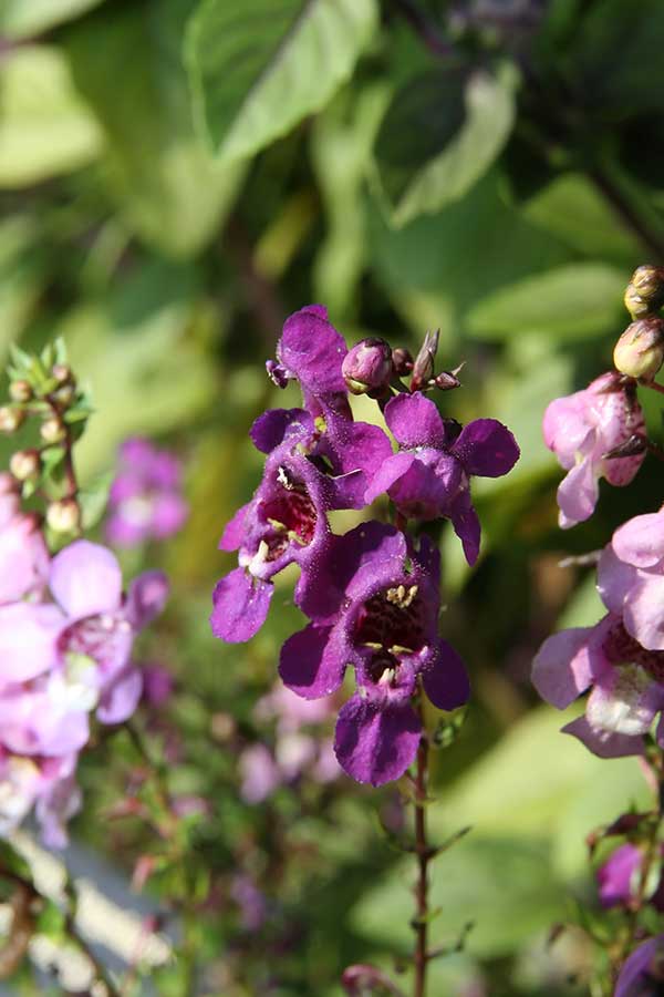 Angelonia angustifolia