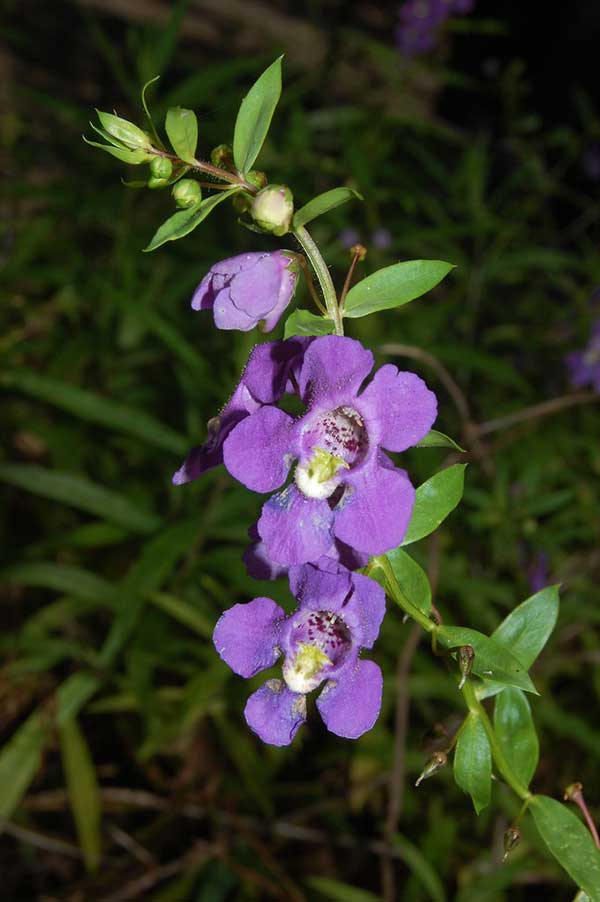 Flor da Angelônia