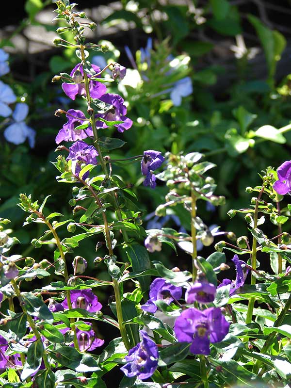 tutorial de jardinagem