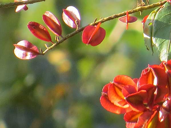 Fotos de escovinha