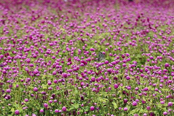 como plantar no jardim