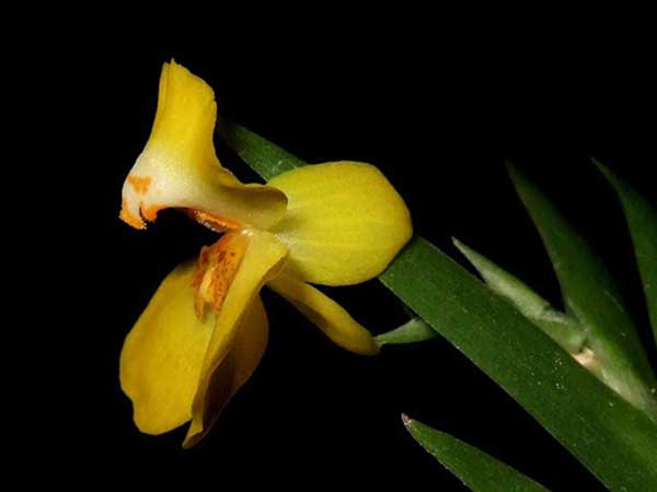 orquídeas aéreas