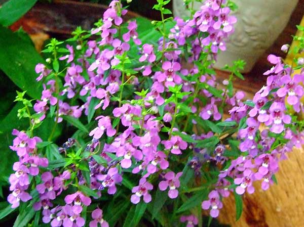 tipos de flor