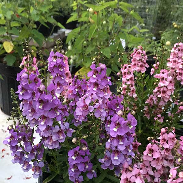 flores bonitas