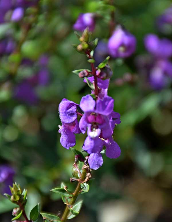 no jardim
