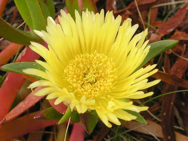 Fotos de Carpobrotus edulis
