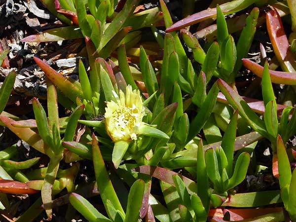 Imagens de Carpobrotus edulis