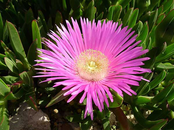 cor rosa