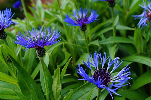 Centaurea 2 as mais lindas