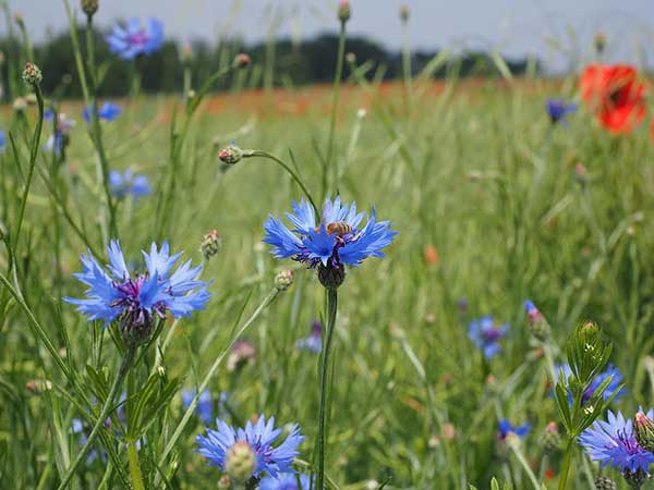 Centaurea 4 cor azul